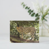 Carte Postale serval 039 (Debout devant)