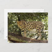 Carte Postale serval 039 (Devant / Derrière)
