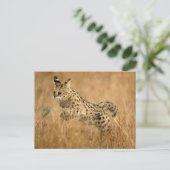 Carte Postale Serval (Leptailurus Serval) sautant (Debout devant)