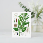 Carte Postale Sésame (Debout devant)