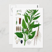 Carte Postale Sésame (Devant / Derrière)