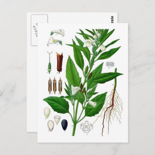 Carte Postale Sésame (Devant / Derrière)