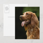 Carte Postale Setter 2 irlandais (Devant / Derrière)