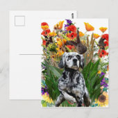 Carte Postale Setter anglais (Devant / Derrière)