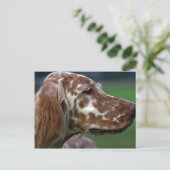 Carte Postale Setter anglais (Debout devant)