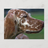 Carte Postale Setter anglais (Devant)