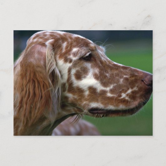 Carte Postale Setter anglais (Devant)