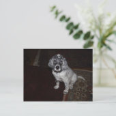 Carte Postale Setter anglais (Debout devant)