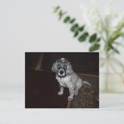 Carte Postale Setter anglais (Debout devant)