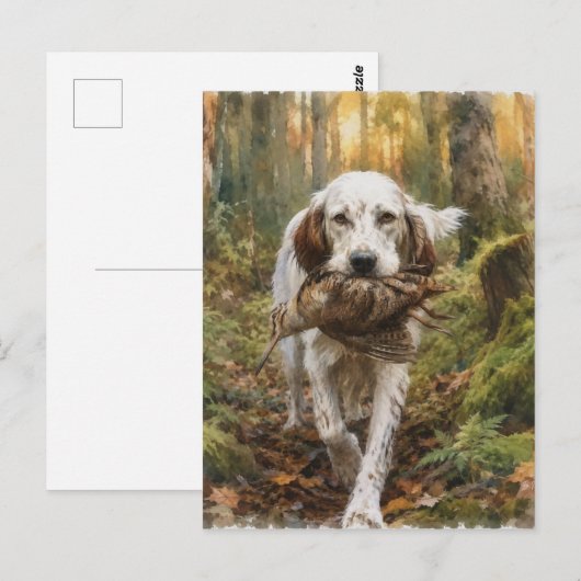 Carte Postale Setter anglais, chasse à la bécasse  (Devant / Derrière)