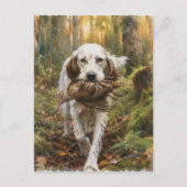 Carte Postale Setter anglais, chasse à la bécasse  (Devant)