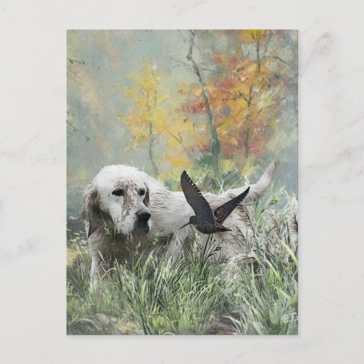 Carte Postale Setter anglais , saison de chasse à la bécasse , A (Devant)
