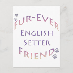 Carte Postale Setter Furever anglais