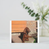 Carte Postale setter irish, pose.png (Debout devant)