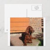 Carte Postale setter irish, pose.png (Devant / Derrière)