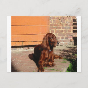 Carte Postale setter irish, pose.png