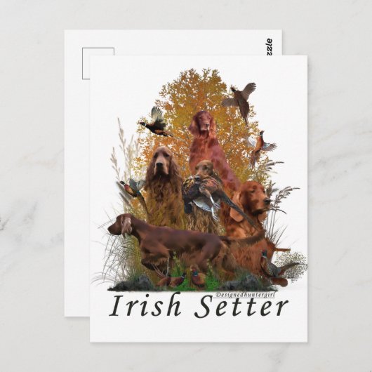 Carte Postale Setter irlandais (Devant / Derrière)