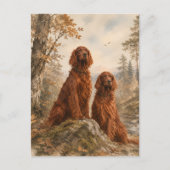 Carte Postale Setter irlandais   (Devant)
