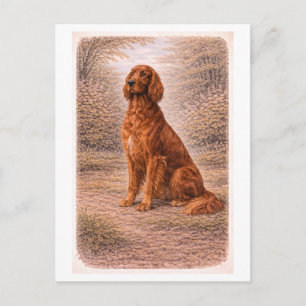Carte Postale Setter irlandais de style vintage
