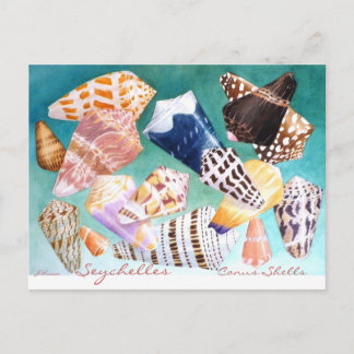 Carte Postale Seychelles Conus Shells