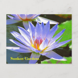 Carte Postale SG Blue water Lily #106N 0106