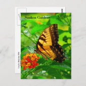 Carte postale SG Jaune Swallowtail #245N 0245 (Devant / Derrière)