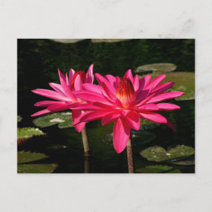 Carte Postale SG Pink H2O Lilies Lincoln, NE 2