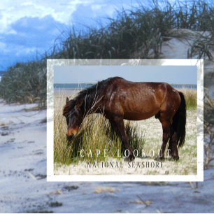 Carte Postale Shackleford Banks Wild Horse, Cape Lookout, NC
