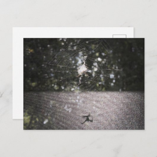 Carte Postale Shadow of the Orb Weaver - Spider Photo (Devant / Derrière)
