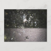 Carte Postale Shadow of the Orb Weaver - Spider Photo (Devant)