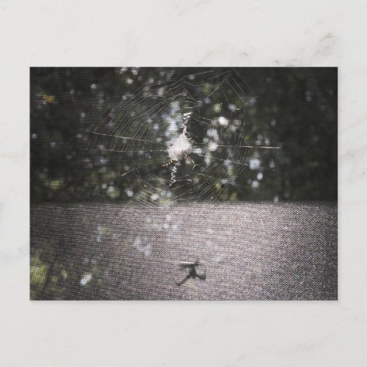 Carte Postale Shadow of the Orb Weaver - Spider Photo (Devant)
