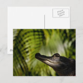 Carte postale Shady Alligator (Devant / Derrière)