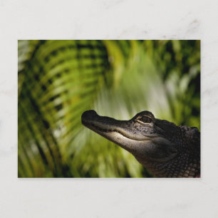 Carte postale Shady Alligator