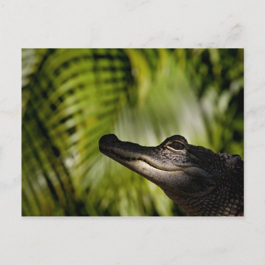 Carte postale Shady Alligator (Devant)