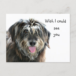Carte Postale Shaggy dog veut voir