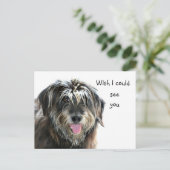 Carte Postale Shaggy dog veut voir (Debout devant)