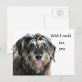 Carte Postale Shaggy dog veut voir (Devant / Derrière)