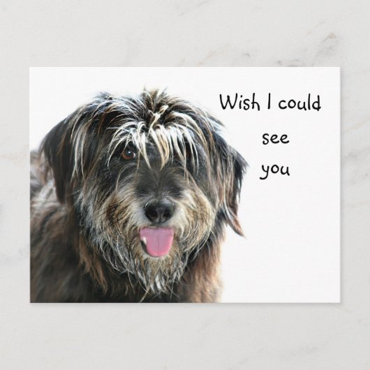 Carte Postale Shaggy dog veut voir (Devant)