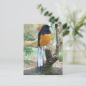 Carte Postale Shama Bird mâle à rames blanches (Debout devant)