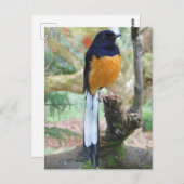 Carte Postale Shama Bird mâle à rames blanches (Devant / Derrière)