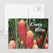 Carte Postale Shampooing Ginger, Costa Rica (Devant / Derrière)