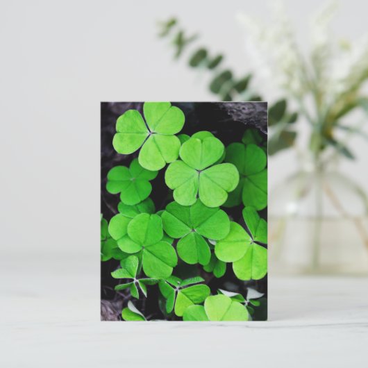 Carte Postale Shamrock (Debout devant)