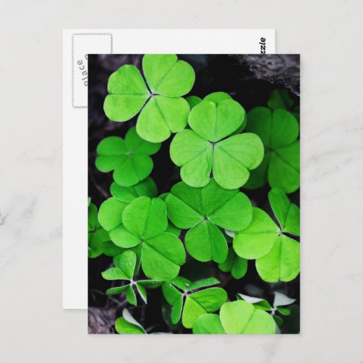 Carte Postale Shamrock (Devant / Derrière)