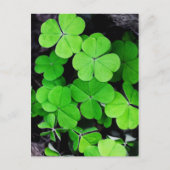 Carte Postale Shamrock (Devant)