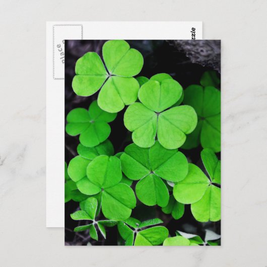 Carte Postale Shamrock (Devant / Derrière)