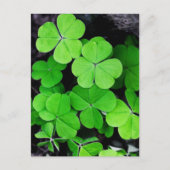 Carte Postale Shamrock (Devant)
