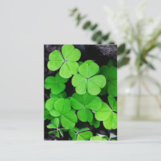 Carte Postale Shamrock (Debout devant)