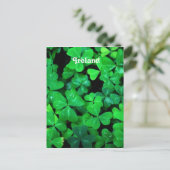 Carte Postale Shamrock irlandais (Debout devant)