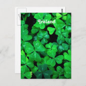 Carte Postale Shamrock irlandais (Devant / Derrière)