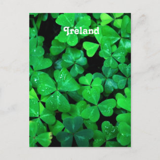 Carte Postale Shamrock irlandais